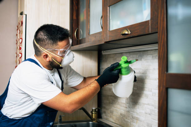 Best Termite Control Services  in Hden Springs, ID