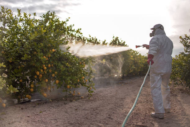 Best Bed Bug Extermination  in Hden Springs, ID