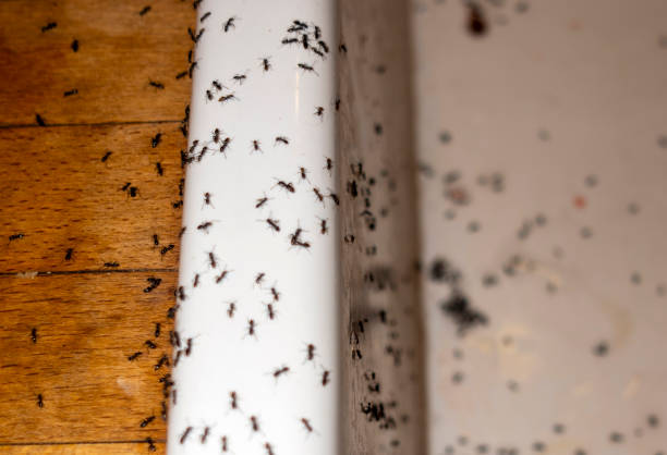 Best Residential Pest Control  in Hden Springs, ID