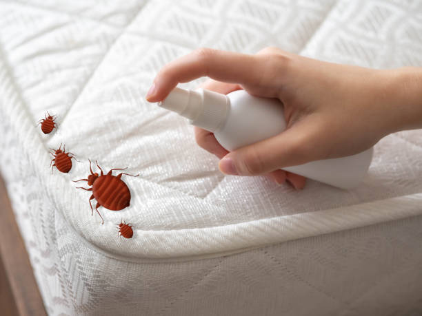 Best Insect Control  in Hden Springs, ID