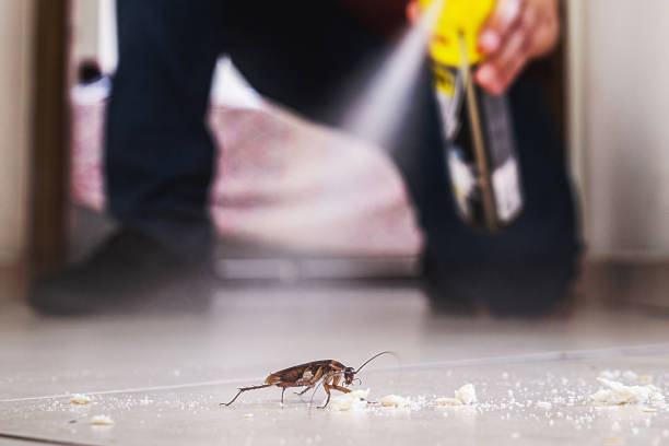 Best Wasp Removal Services  in Hden Springs, ID